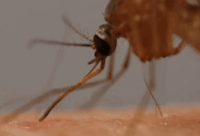 4fb403e14fd249149158b1abfbbb710a.gif